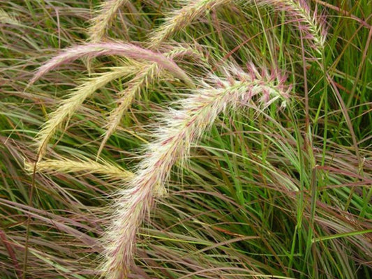 Purple Fountain Grass 'Rubrum'