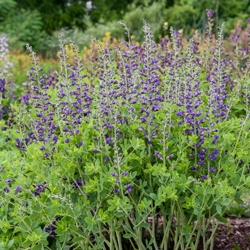 False Indigo, Decadence 'Periwinkle Popsicle' PW