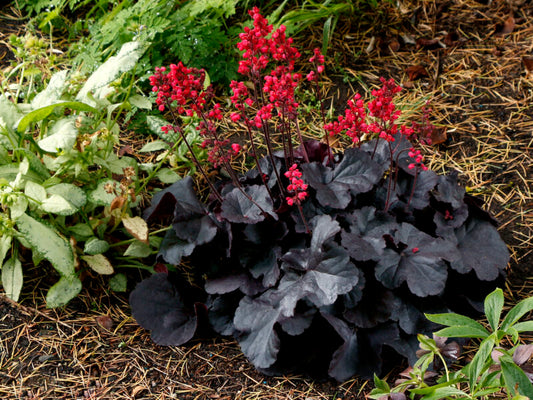 Coral Bells 'Black Forest Cake'