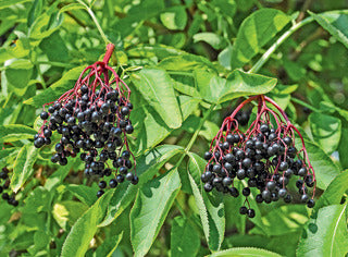 Elderberry 'York'