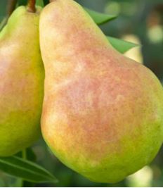 Pear 'Flemish Beauty'