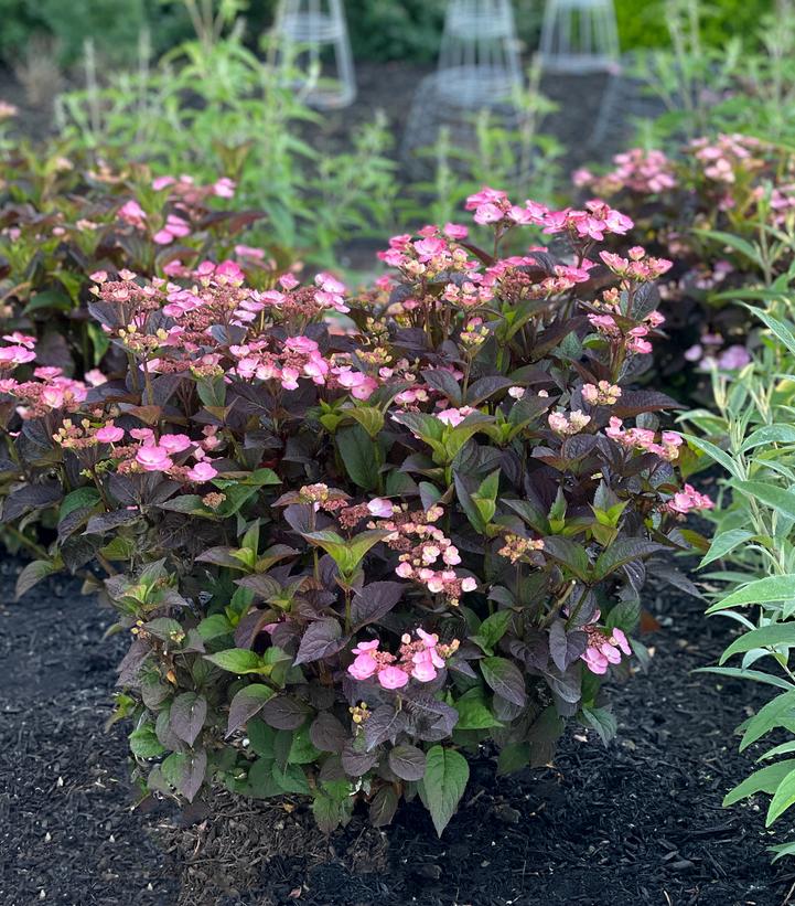 Hydrangea 'Pink Dynamo'