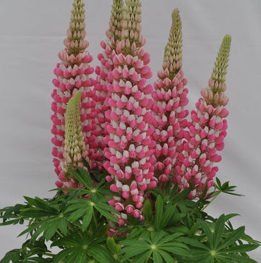 Lupine 'Staircase Rose White'