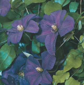 Clematis Combo 'Dr. Ruppel & Perrin's Pride'