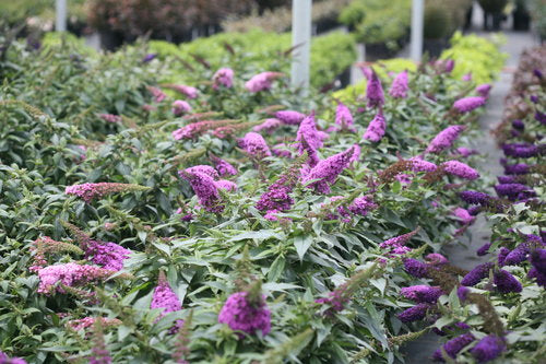 Punster Periwinkle Butterfly Bush PW at Lucan Country Gardens