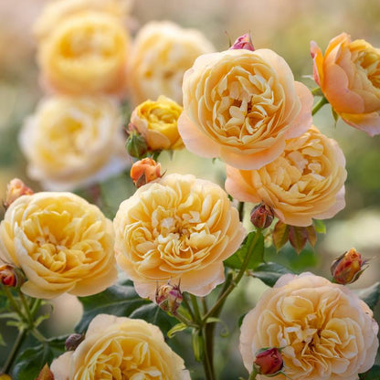 Rose, David Austin 'Roald Dahl'
