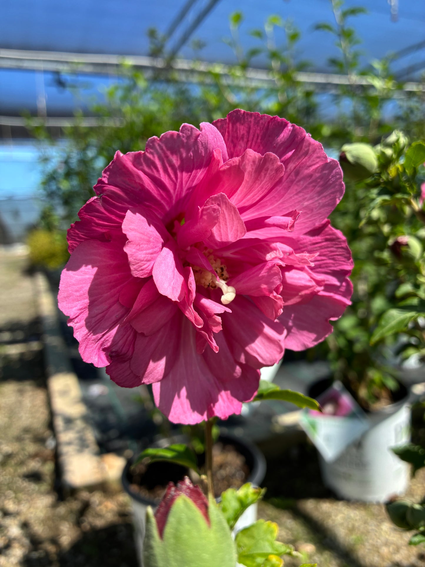 Rose of Sharon Hibiscus syrlacus Magenta Chiffon Proven Winners at Lucan Country Gardens