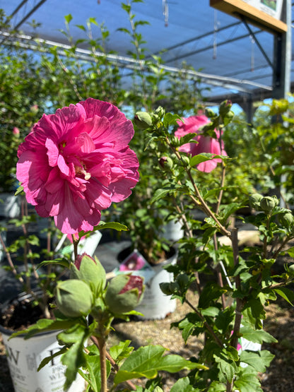 Rose of Sharon Hibiscus syrlacus Magenta Chiffon Proven Winners at Lucan Country Gardens