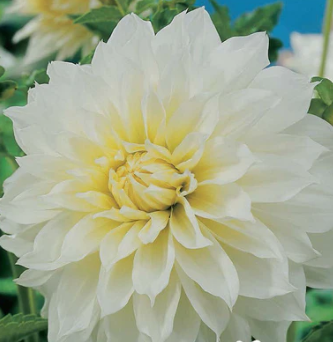 Dahlia, Dinnerplate 'Fleurel' - Bulb