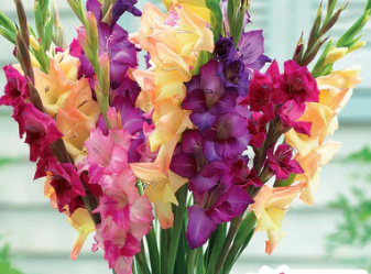 Gladiolus 'Rainbow Mix' - Bulb