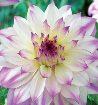 Dahlia, Dinnerplate 'Ferncliff Illusion' - Bulb