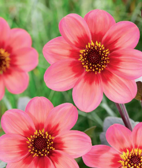 Dahlia 'Mignon Dahlegria Tricolore' - Bulb – Lucan Country Gardens