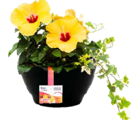 10" Tropical Hibiscus Tabletop Planter