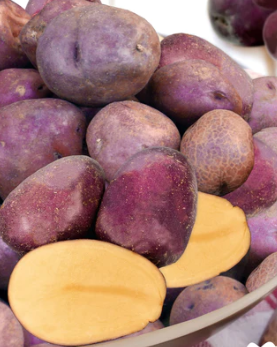 Seed Potato 'Huckleberry Gold'