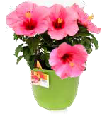 8" Tropical Hibiscus Planter