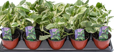 3.5" Pothos 'Pearls and Jade'