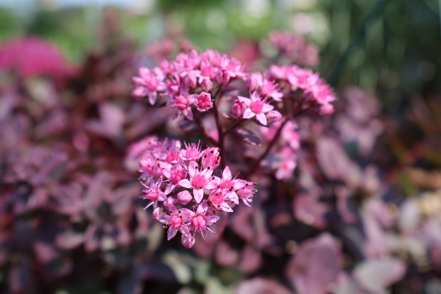 Sedum Sunsparkler Firecracker red at Lucan Country Gardens