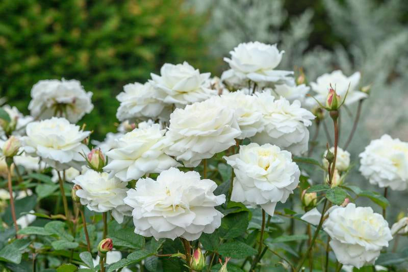Rose, David Austin 'Susan Williams-Ellis'