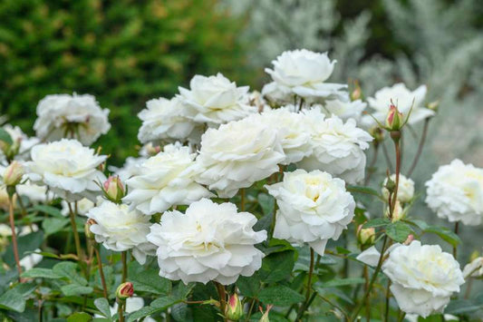 Rose, David Austin 'Susan Williams-Ellis'