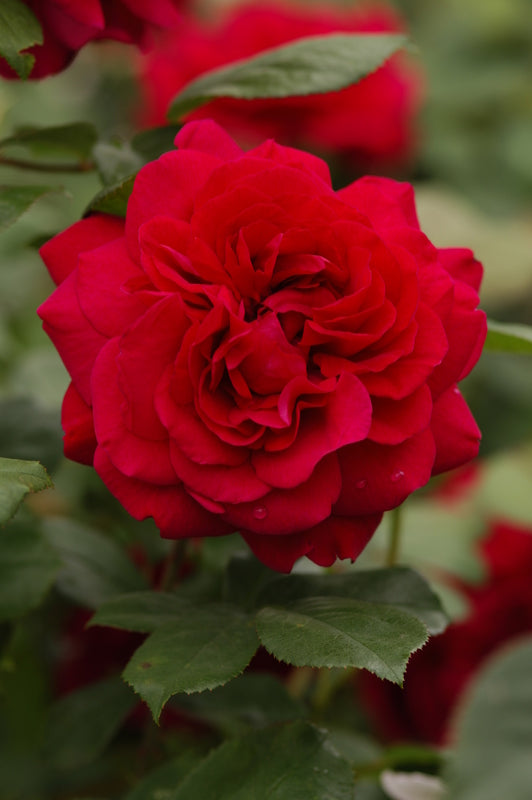 Rose, David Austin, Climbing 'Tess of the D'urbervilles'