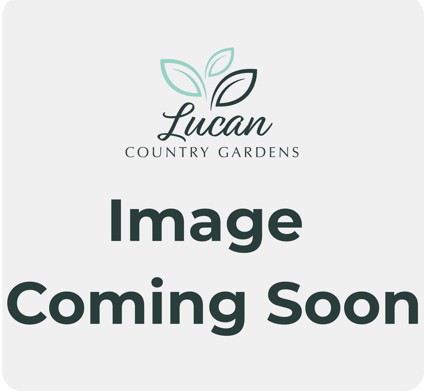 Yew, Columnar 'Maureen'