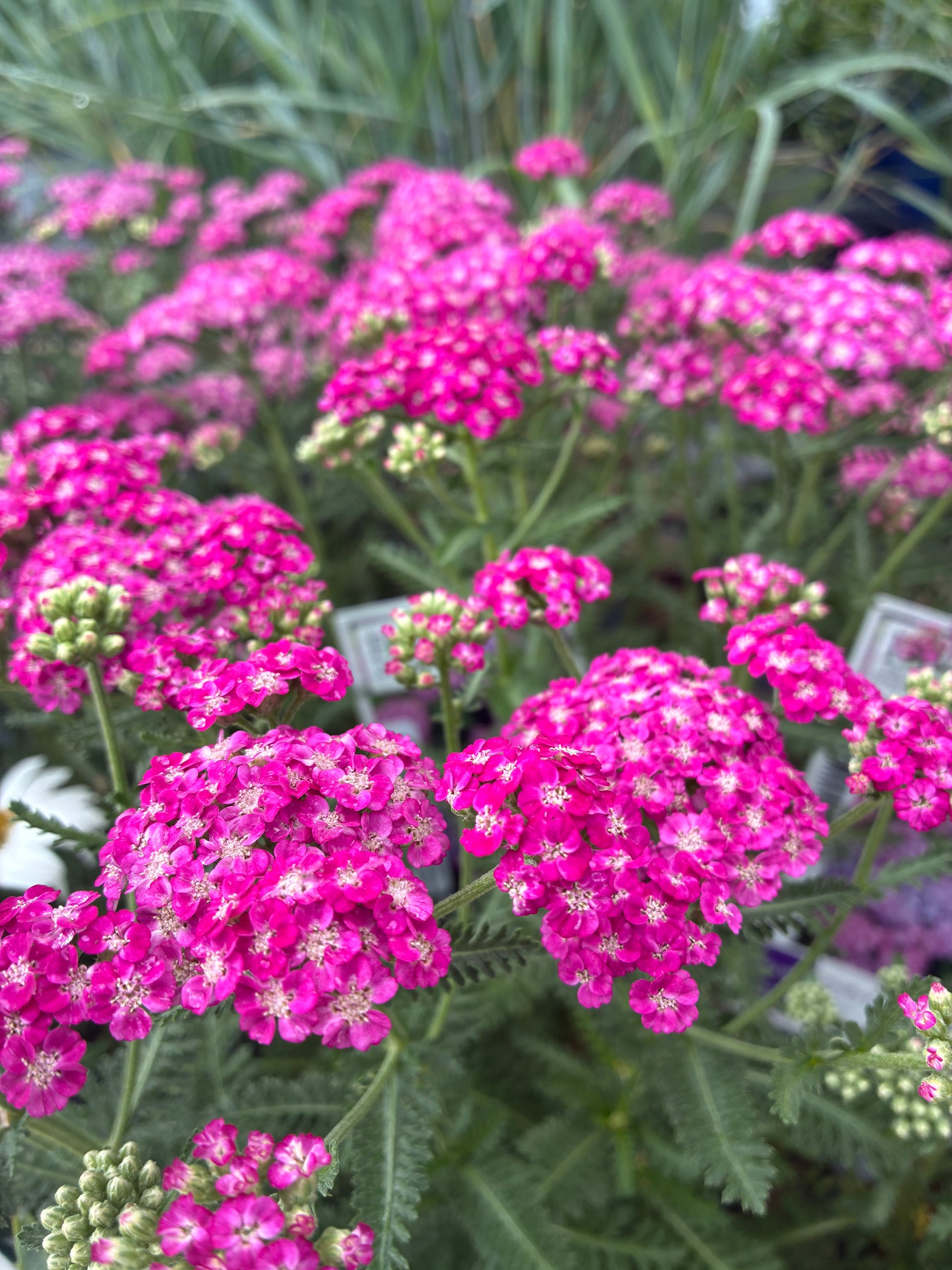 Yarrow Achillea Firefly Fuchsia PW at Lucan Country Gardens