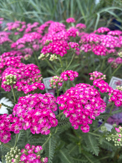 Yarrow Achillea Firefly Fuchsia PW at Lucan Country Gardens