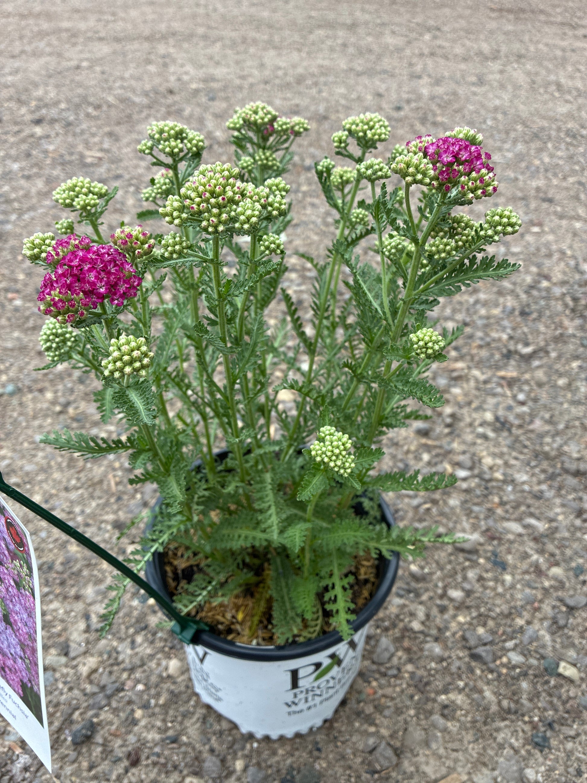 Yarrow Achillea Firefly Fuchsia PW at Lucan Country Gardens