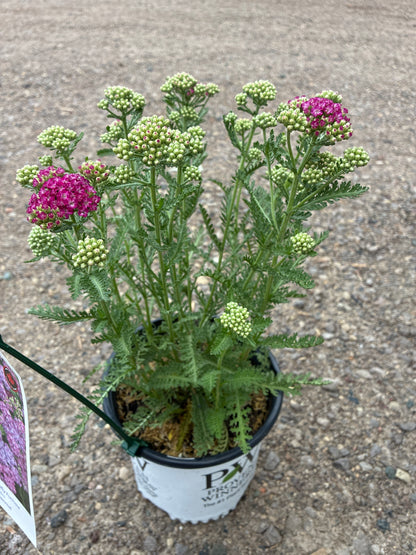 Yarrow Achillea Firefly Fuchsia PW at Lucan Country Gardens