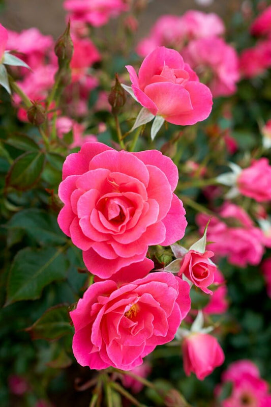 Rose,  'Aurora Borealis' 2 gal