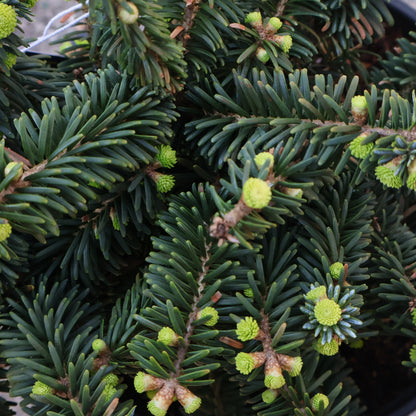 Balsam Fir, Dwarf 'Nana'
