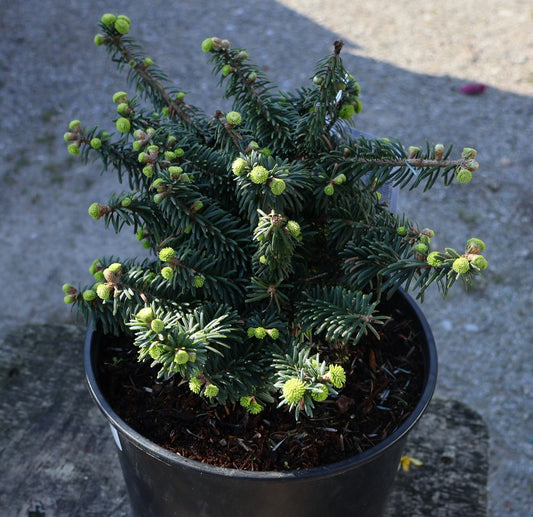 Balsam Fir, Dwarf 'Nana'