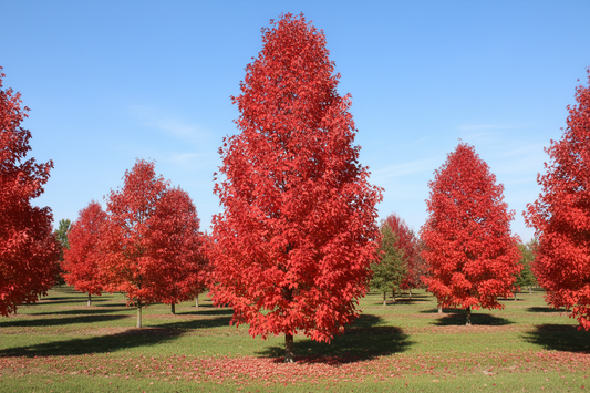 Maple 'Red Rocket'