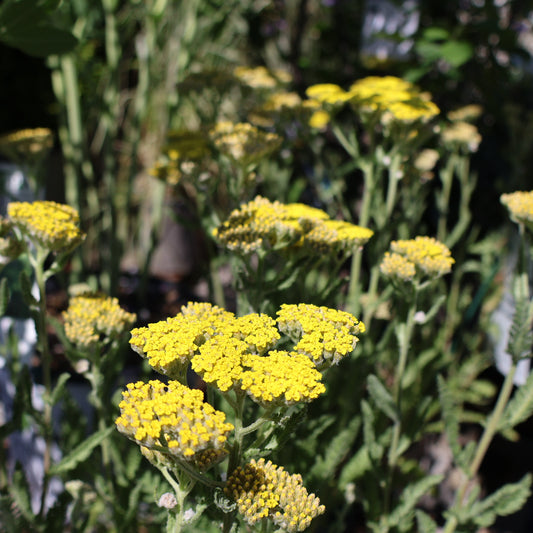 Yarrow ‘Sassy Summer Lemon’