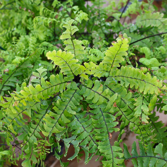 Fern, Northern Maidenhair