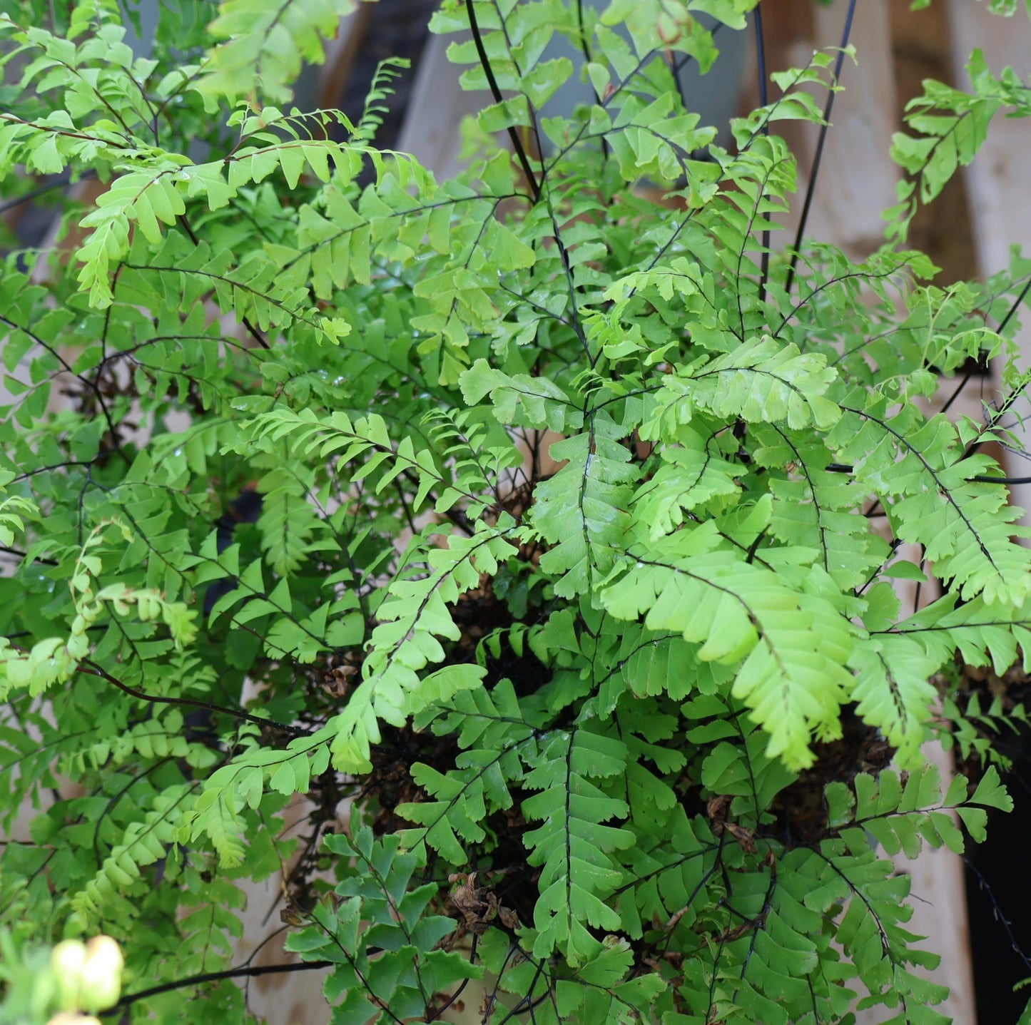 Fern, Northern Maidenhair