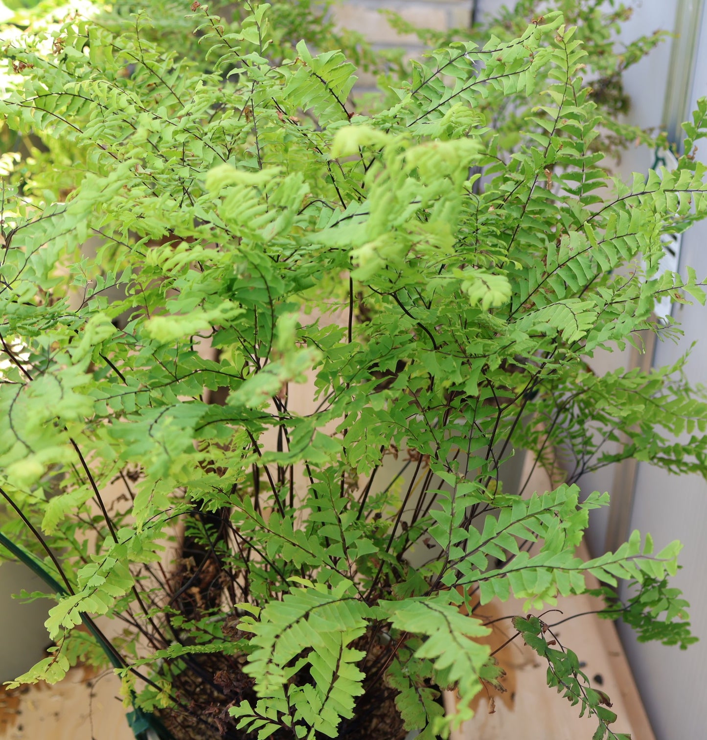 Fern, Northern Maidenhair