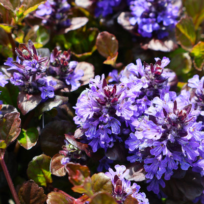 Bugleweed 'Black Scallop'