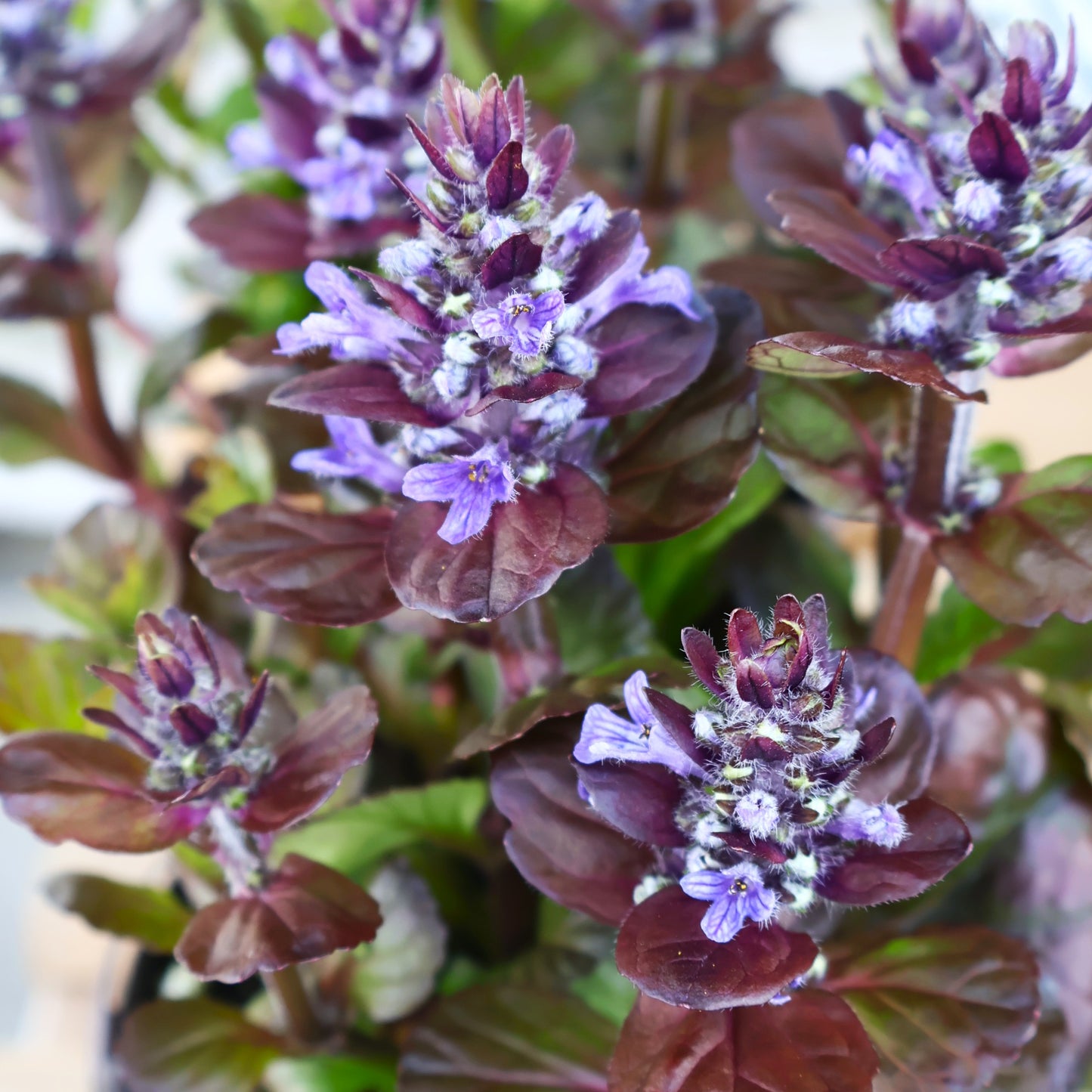 Bugleweed 'Black Scallop'