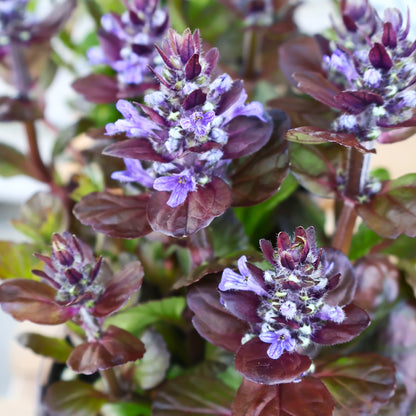 Bugleweed 'Black Scallop'