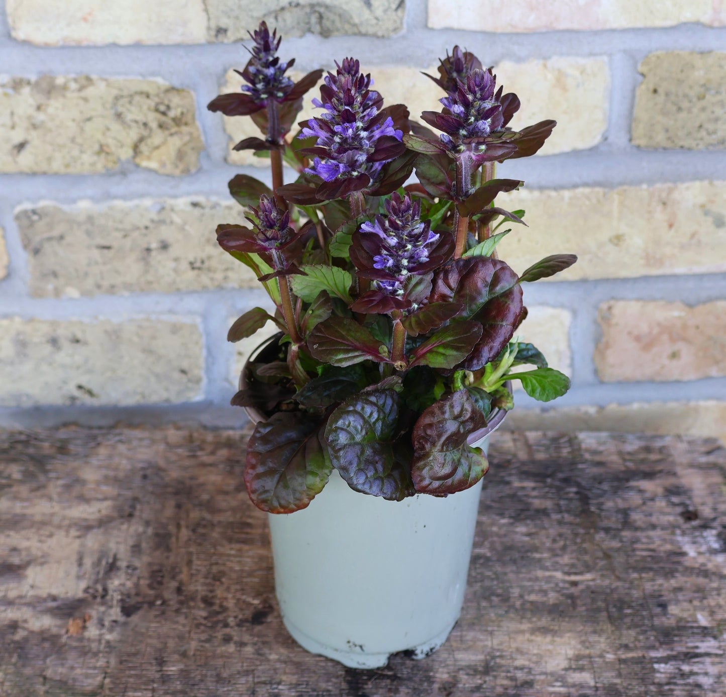Bugleweed 'Black Scallop'