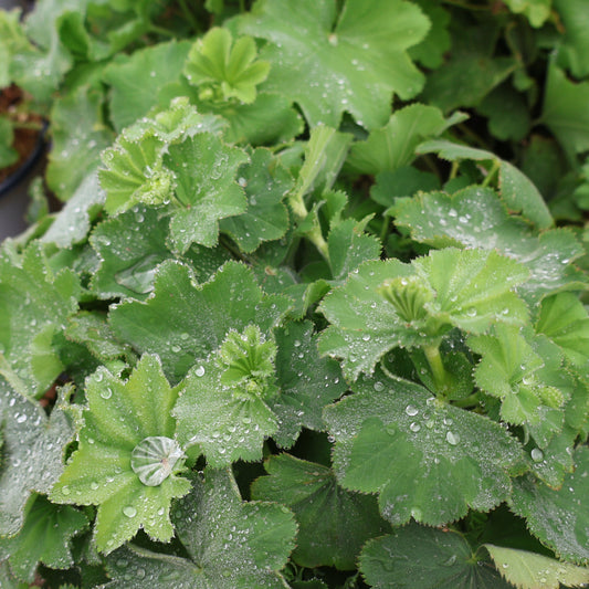 Lady's Mantle 'Common'