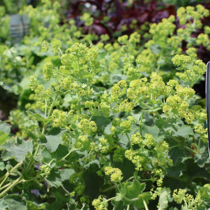 Lady's Mantle 'Common'