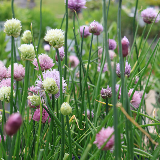 Ornamental Onion 'Ornamental One Mix'