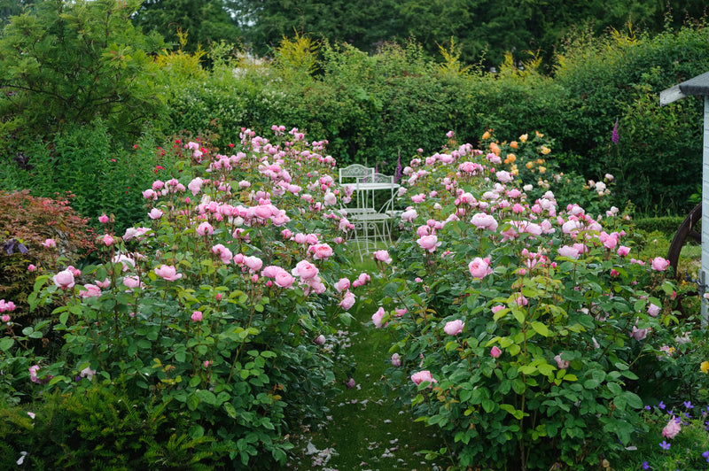 Rose, David Austin 'Alnwick'
