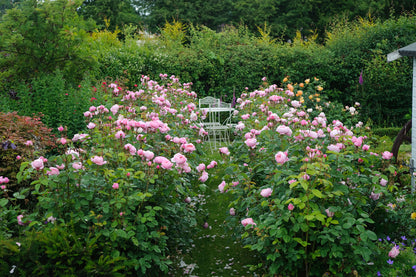Rose, David Austin 'Alnwick'