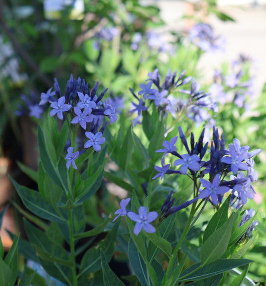 Bluestar 'Blue Ice'