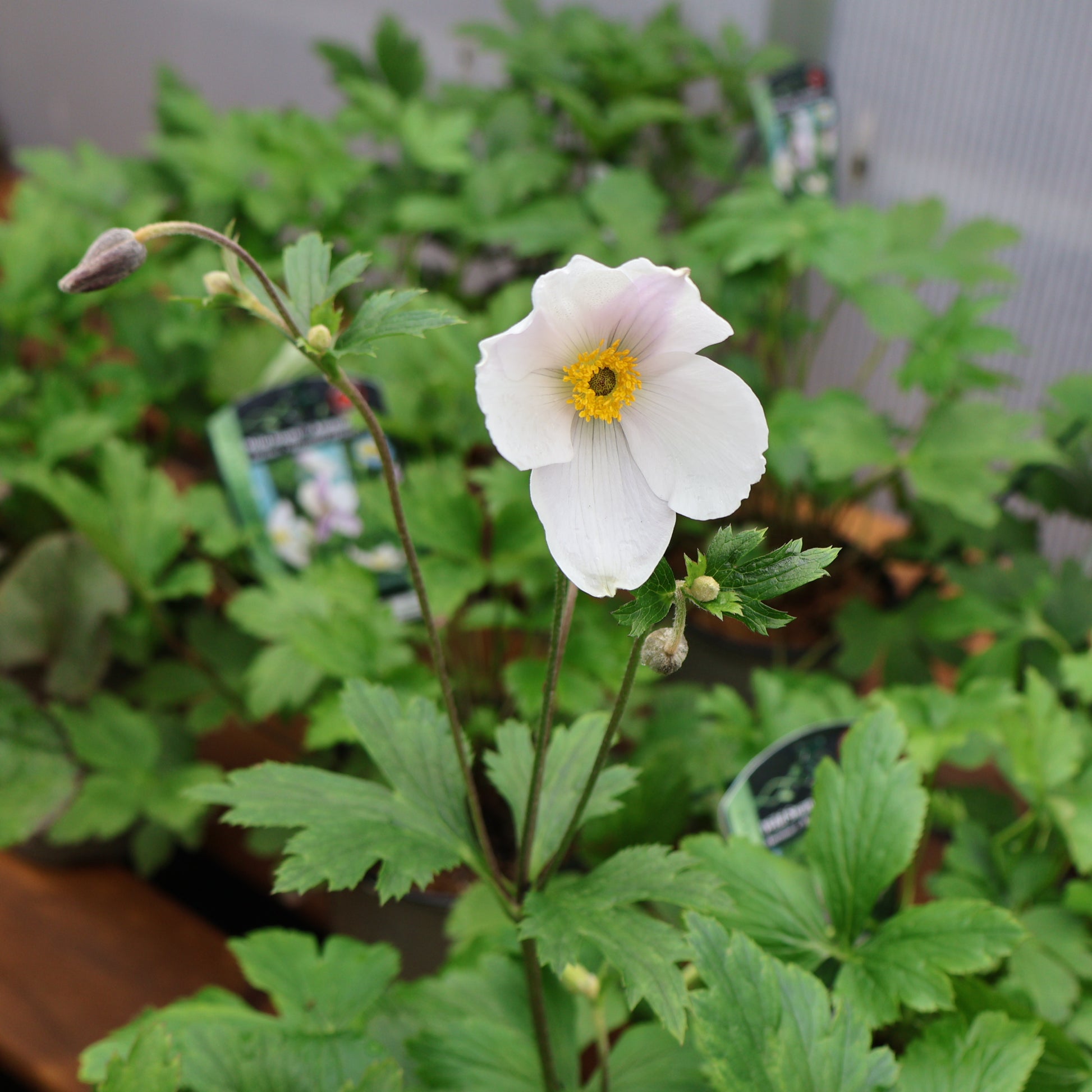 Anemone Wild Swan white at Lucan Country Gardens