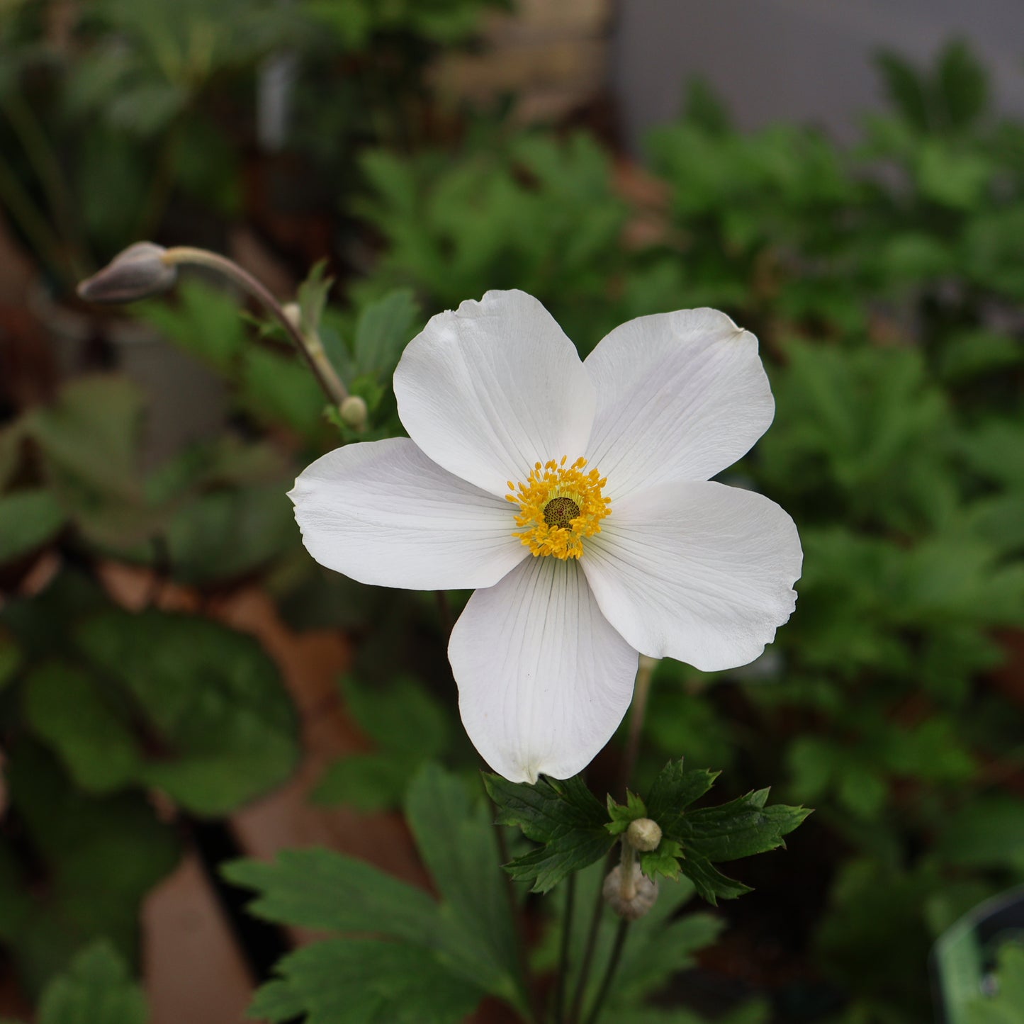 Anemone Wild Swan white at Lucan Country Gardens