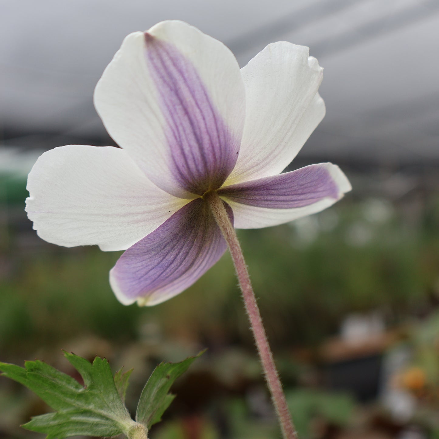 Anemone Wild Swan purple underside at Lucan Country Gardens